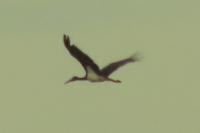 Ciconia nigra