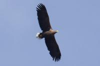 Haliaeetus albicilla