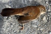 Cettia cetti