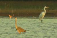 Ardea purpurea