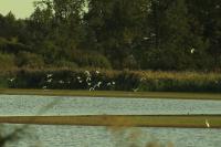 Ardea alba