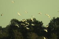 Ardea alba