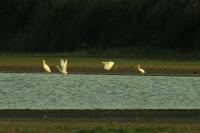 Ardea alba