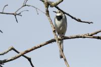 Motacilla alba