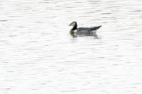 Branta leucopsis