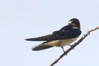 Hirundo rustica