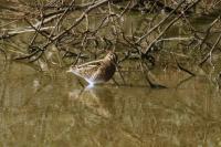 Gallinago gallinago