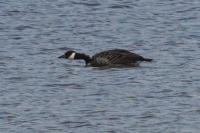 Branta canadensis