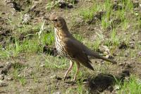 Turdus philomelos