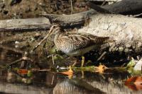 Gallinago gallinago