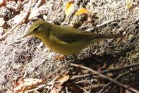 Phylloscopus trochilus
