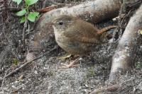Troglodytes troglodytes