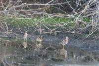 Gallinago gallinago