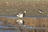 Branta leucopsis