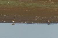 Charadrius hiaticula