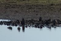 Gallinago gallinago