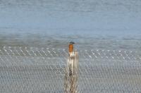 Alcedo atthis