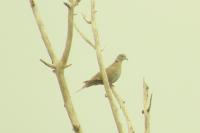 Streptopelia decaocto