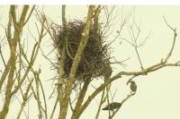 Sturnus vulgaris
