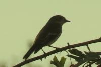 Ficedula hypoleuca