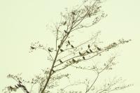 Sturnus vulgaris