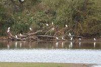 Egretta garzetta
