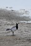 Branta leucopsis