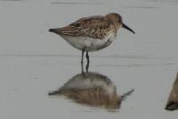 Calidris alpina