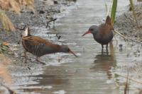 Rallus aquaticus