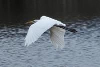 Ardea alba