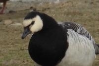 Branta leucopsis