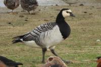 Branta leucopsis