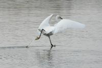 Egretta garzetta