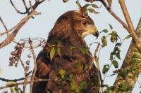 Buteo buteo