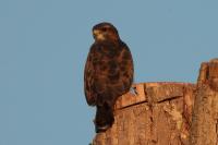 Buteo buteo