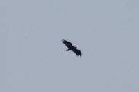 Haliaeetus albicilla