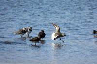 Pluvialis squatarola