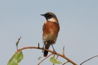 Saxicola rubicola