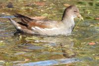 Gallinula chloropus