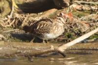 Gallinago gallinago