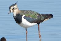 Vanellus vanellus