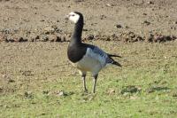 Branta leucopsis