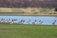Branta canadensis
