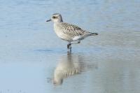 Pluvialis squatarola