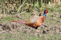 Phasianus colchicus