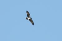 Pandion haliaetus