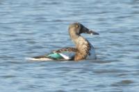 Spatula clypeata