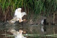 Buteo buteo