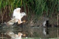 Rallus aquaticus