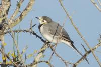 Motacilla alba